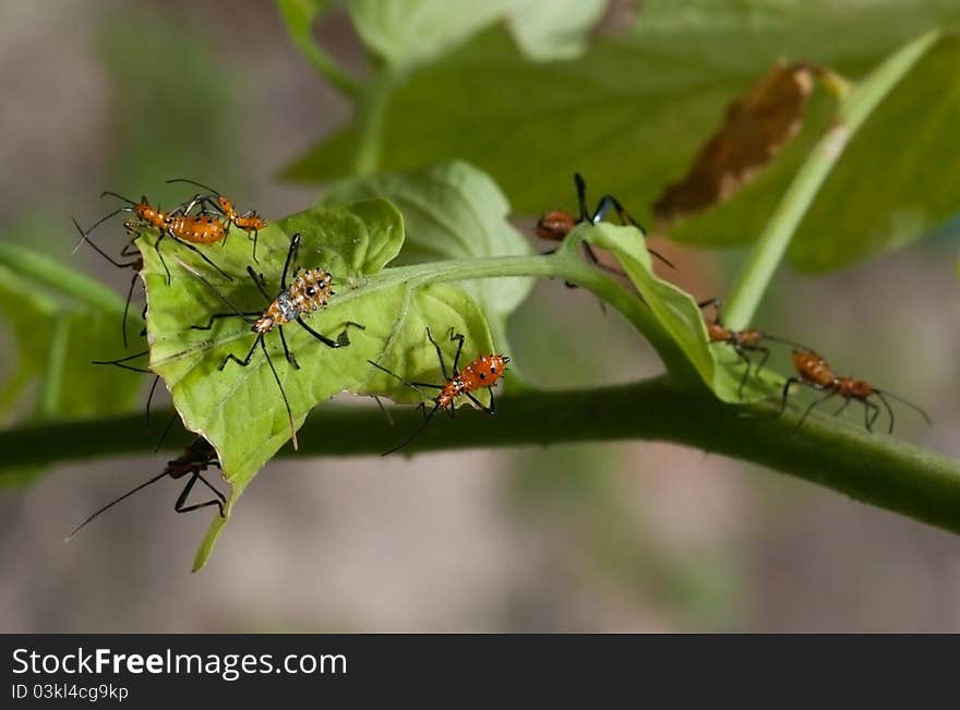 Macro shot of young nymph stink bugs on tomato plant. Filaments of tomato plants and very closeup details in sharp focus. The garden is an amazing place up close and personal!. Macro shot of young nymph stink bugs on tomato plant. Filaments of tomato plants and very closeup details in sharp focus. The garden is an amazing place up close and personal!