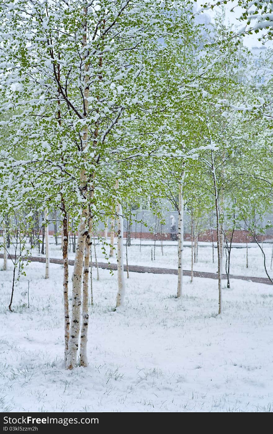 Snowfall in Spring