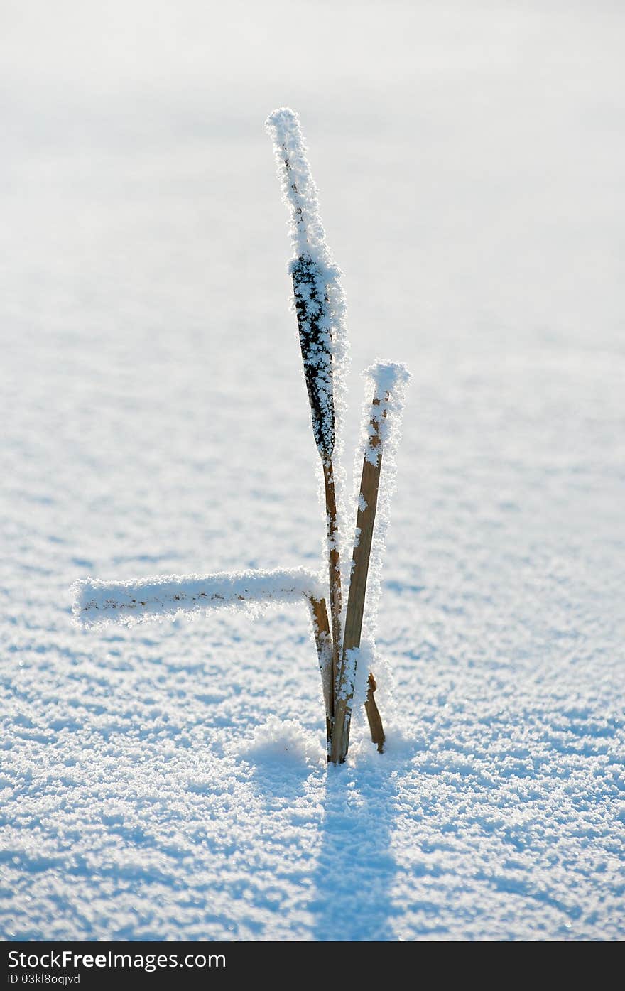 Cattail in the frost