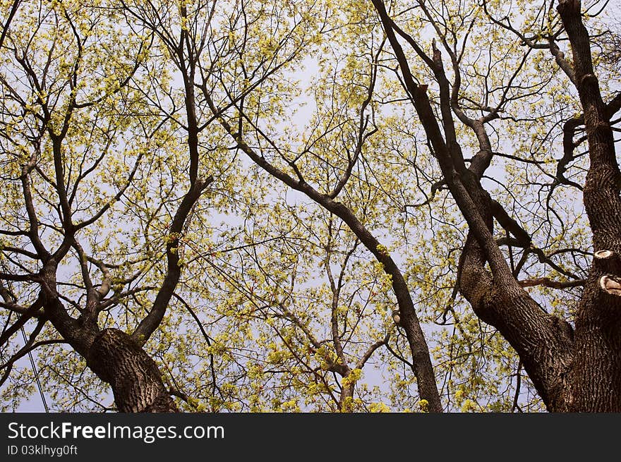 Spring forest