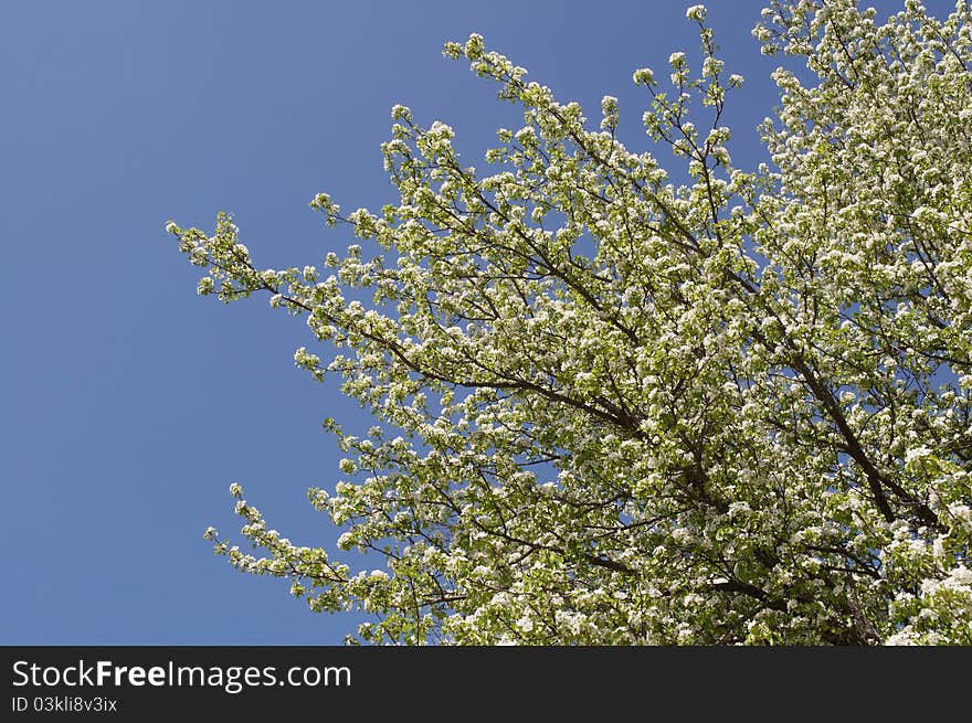 Flowering tree pears on blue sky background. Flowering tree pears on blue sky background