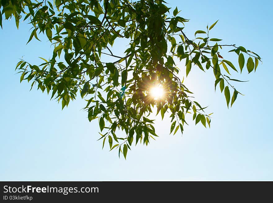 Rays of the sun and tree branches against the blue sky. Rays of the sun and tree branches against the blue sky