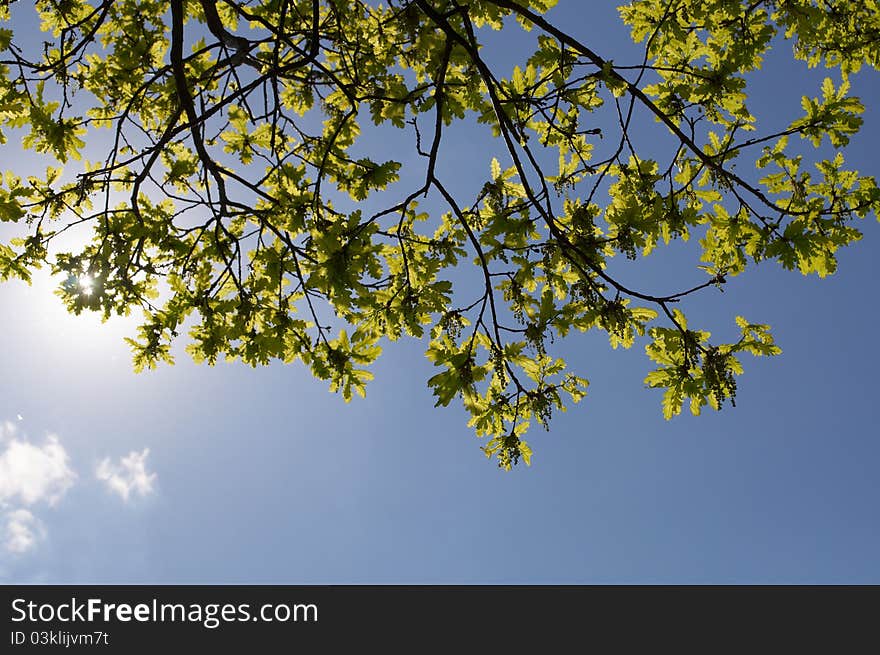 Rays of the sun and tree branches against the blue sky. Rays of the sun and tree branches against the blue sky