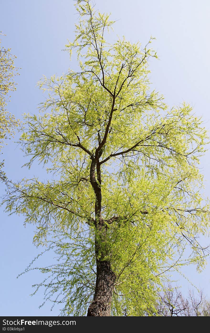 Flowering tree against the blue sky. Flowering tree against the blue sky