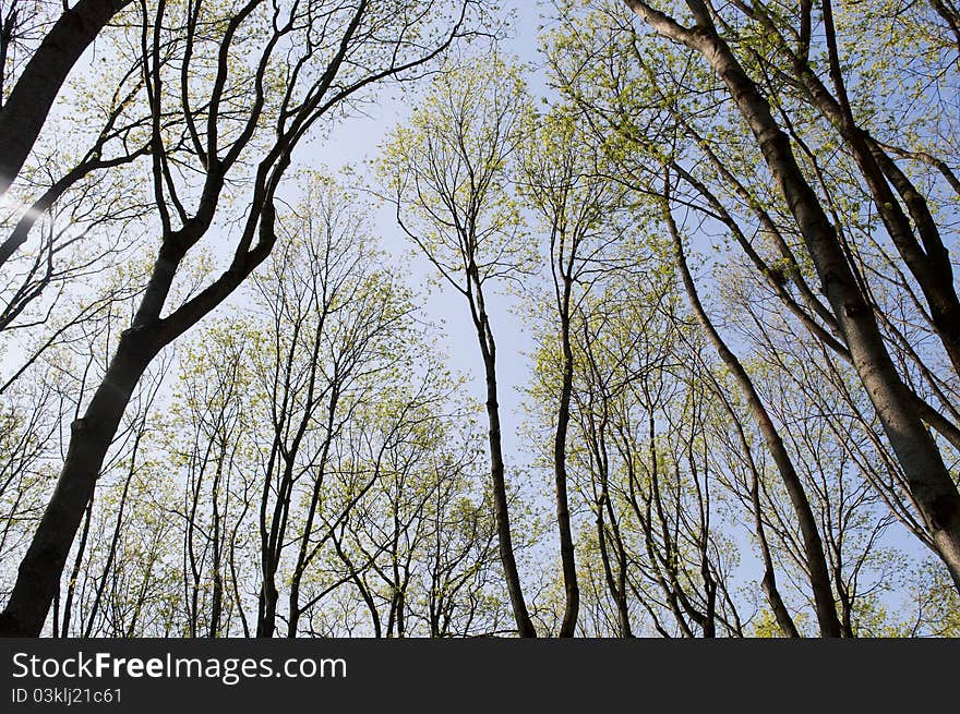 Flowering trees on blue sky background. Flowering trees on blue sky background