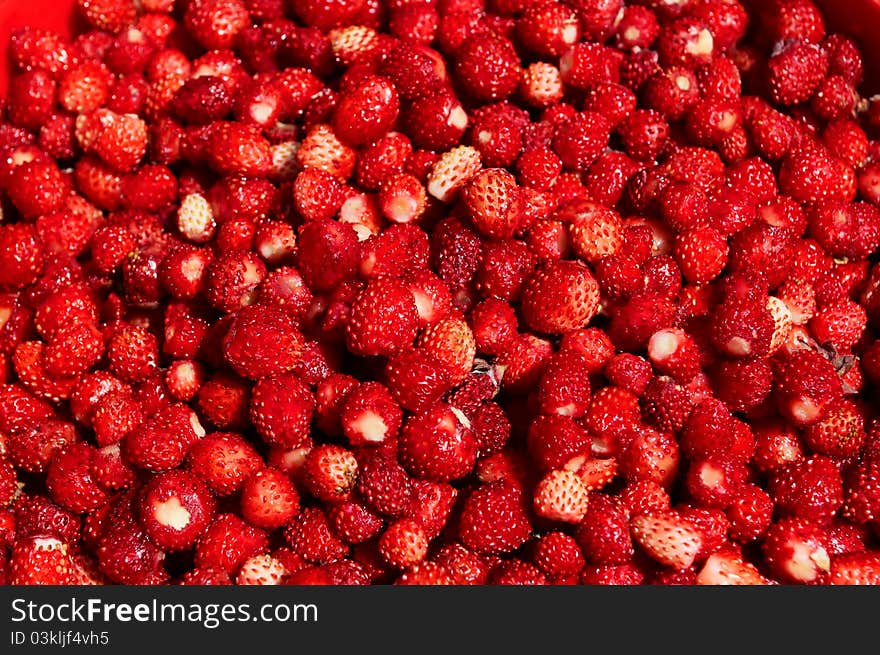 Fresh wild strawberry in the bucket. Fresh wild strawberry in the bucket