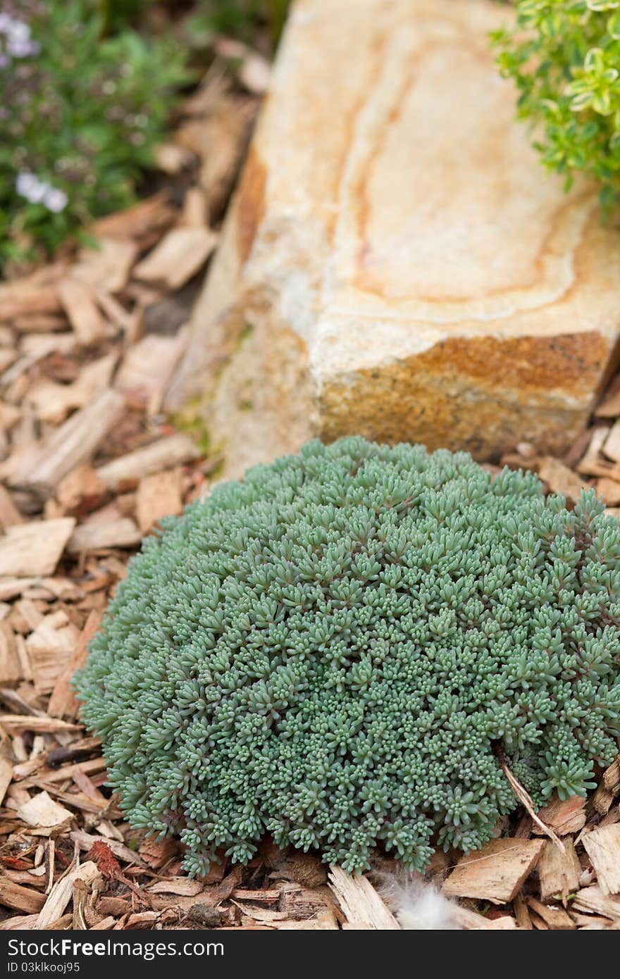 Rock garden with green plant