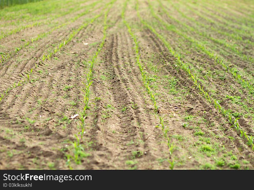 Field with new and green corn