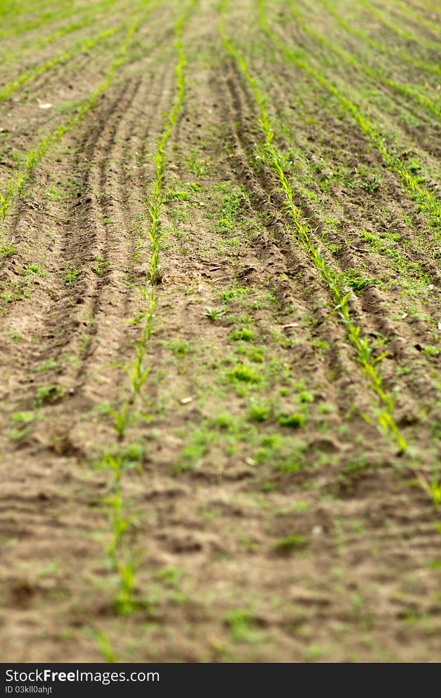 Field with new and green corn