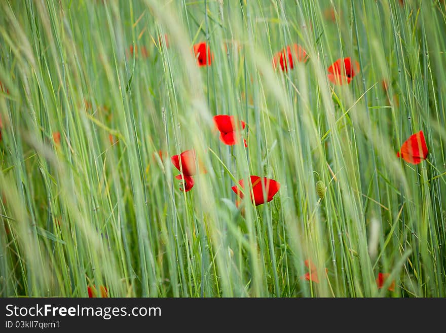 Poppies