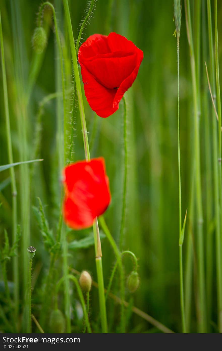 Red poppy in the grass