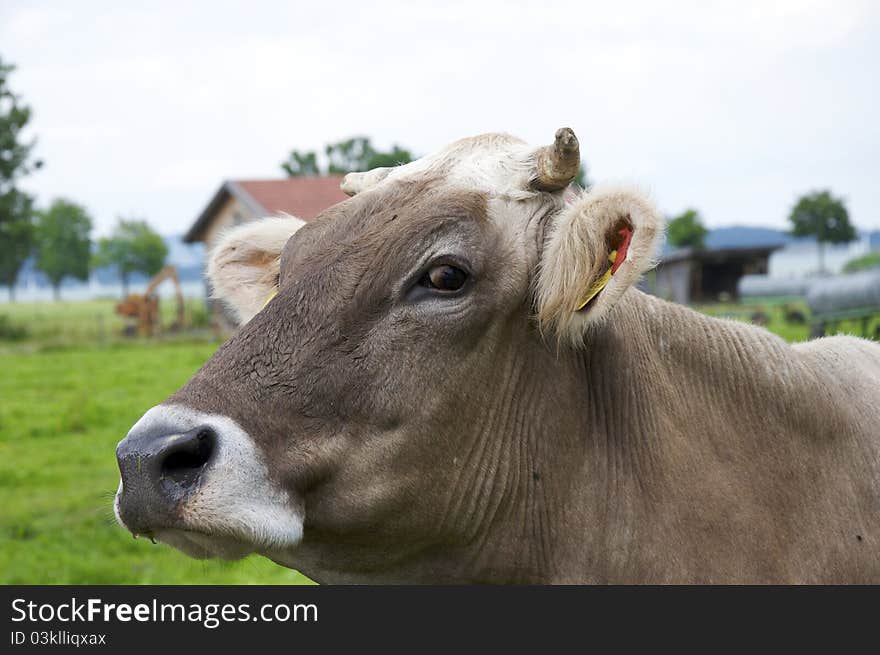 A young brown calf with a meadow behind.Was taken in Germany. A young brown calf with a meadow behind.Was taken in Germany