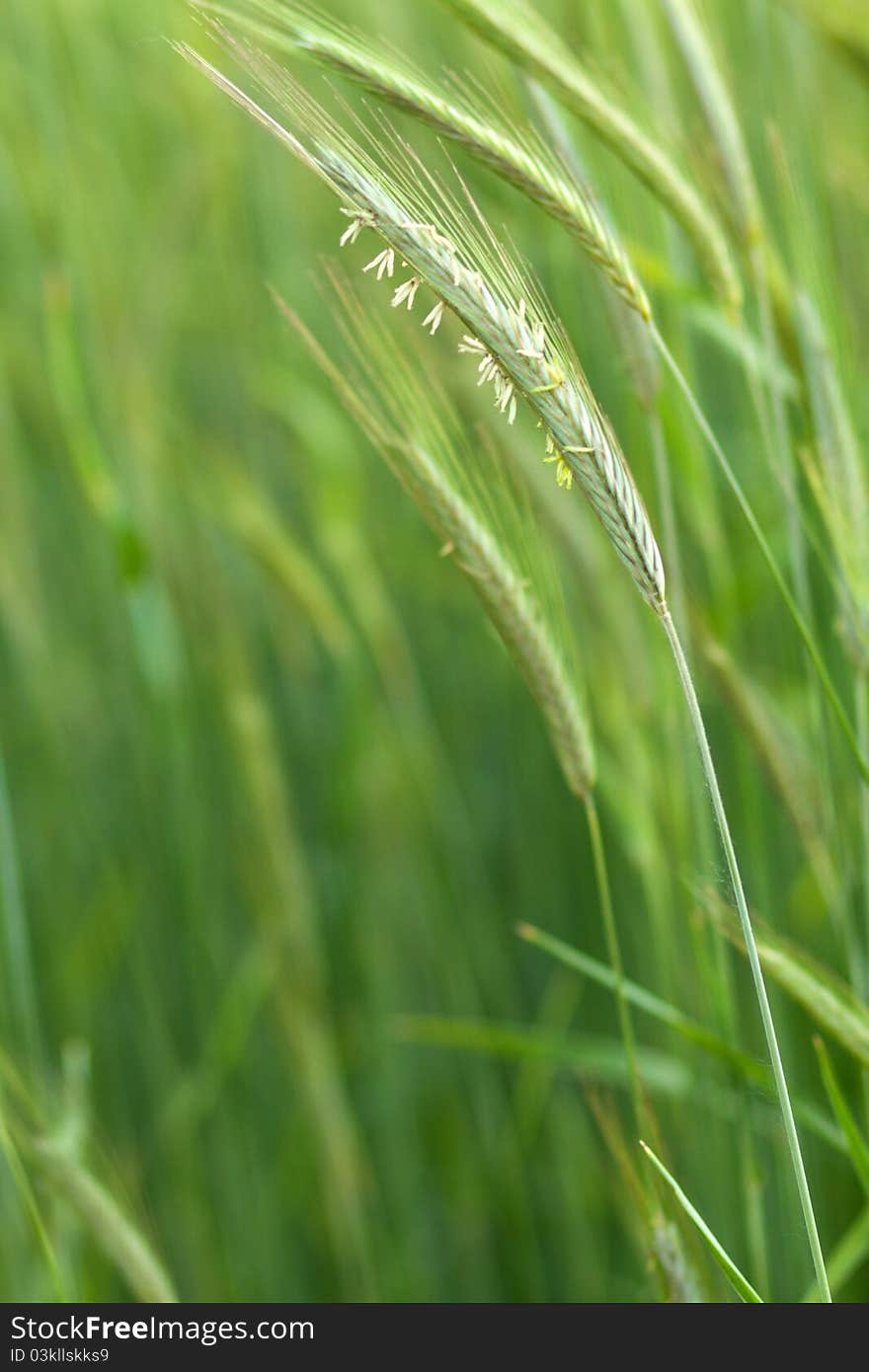 One thread green wheat in focus. One thread green wheat in focus