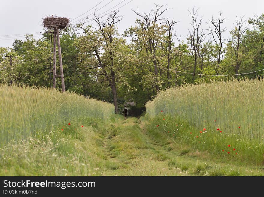 Wheat Field With Road