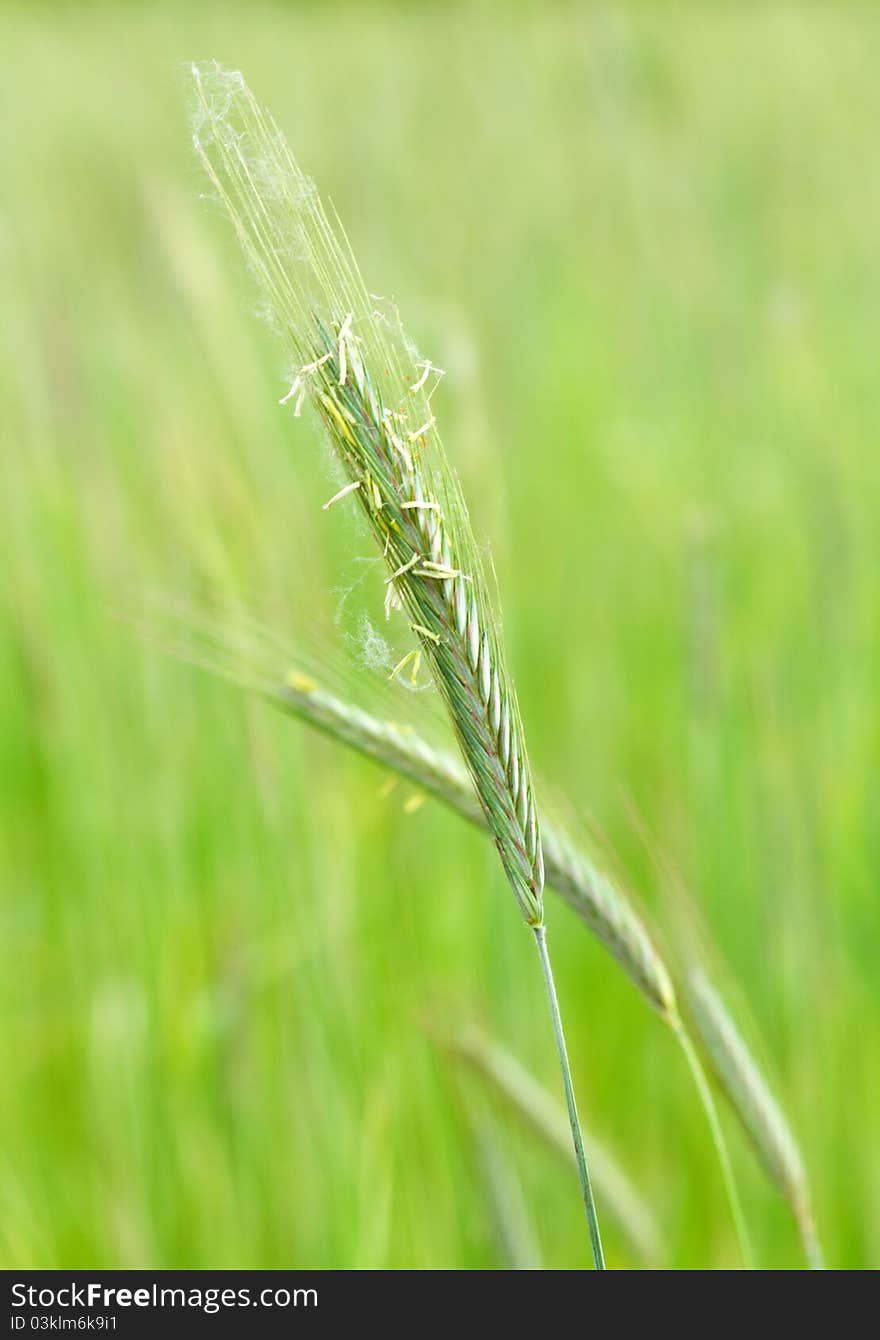 One thread green wheat in focus. One thread green wheat in focus