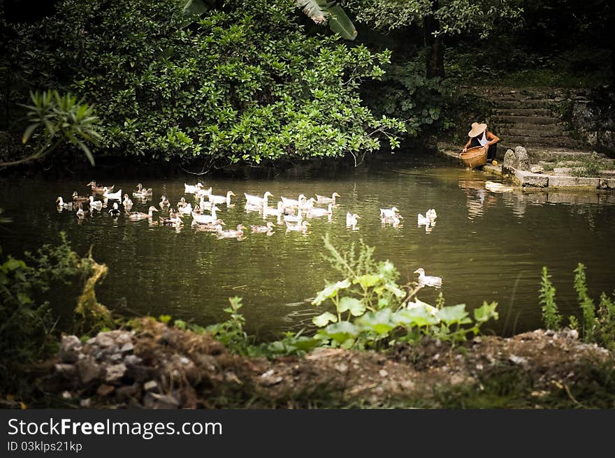 Farmer tending and feeding ducks by the pond. Farmer tending and feeding ducks by the pond