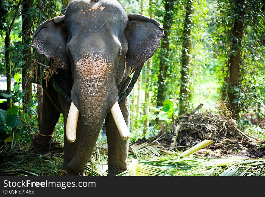 Chained Elephant