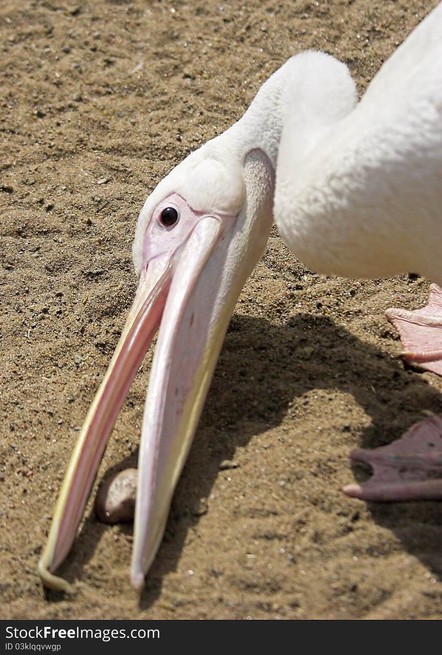 Pelican with stone