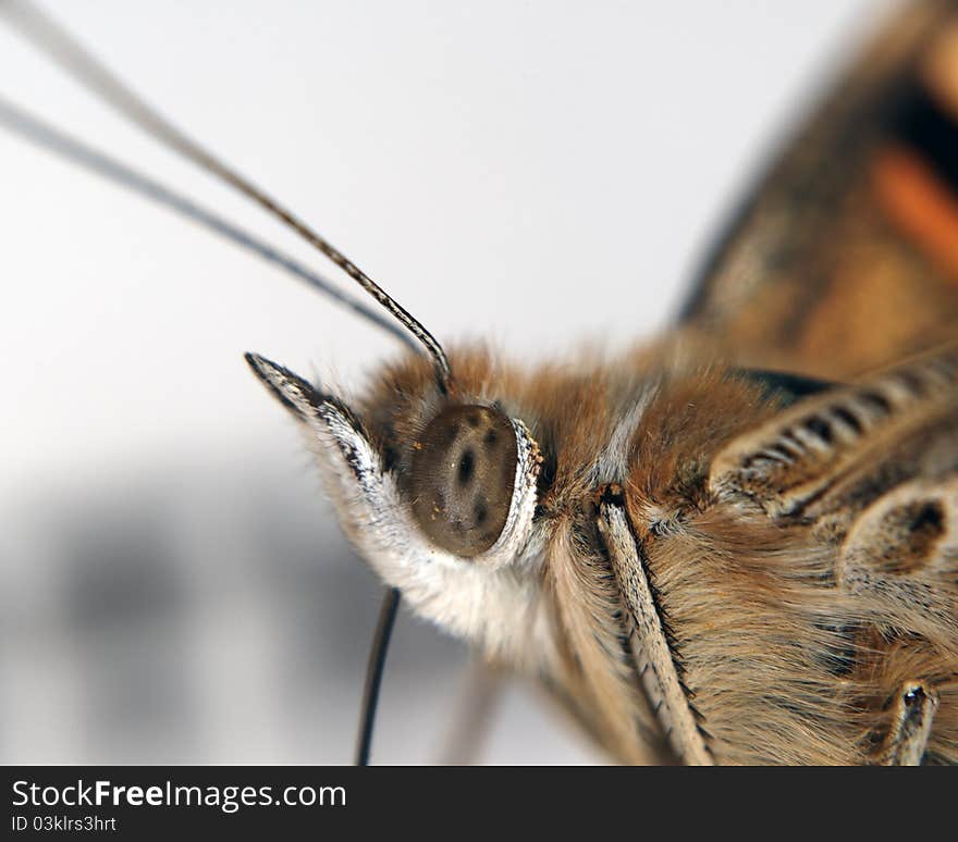 Butterfly close up