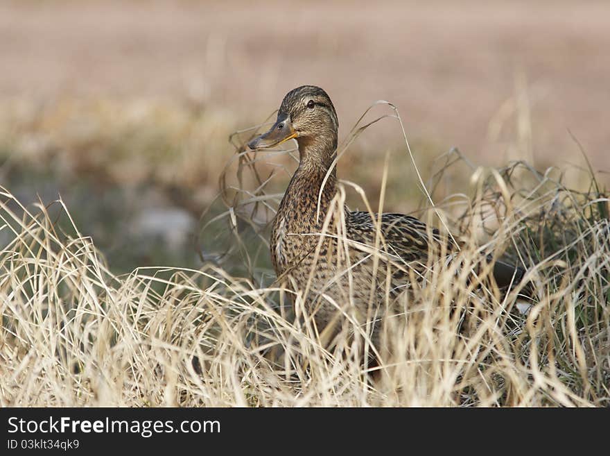 Mallard Female Hiding At Last Year Grass