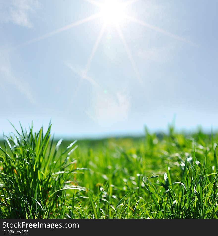 Green grass macro close up