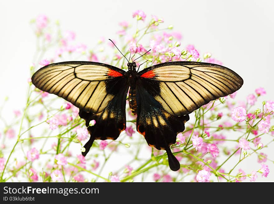 Papilio Lovii