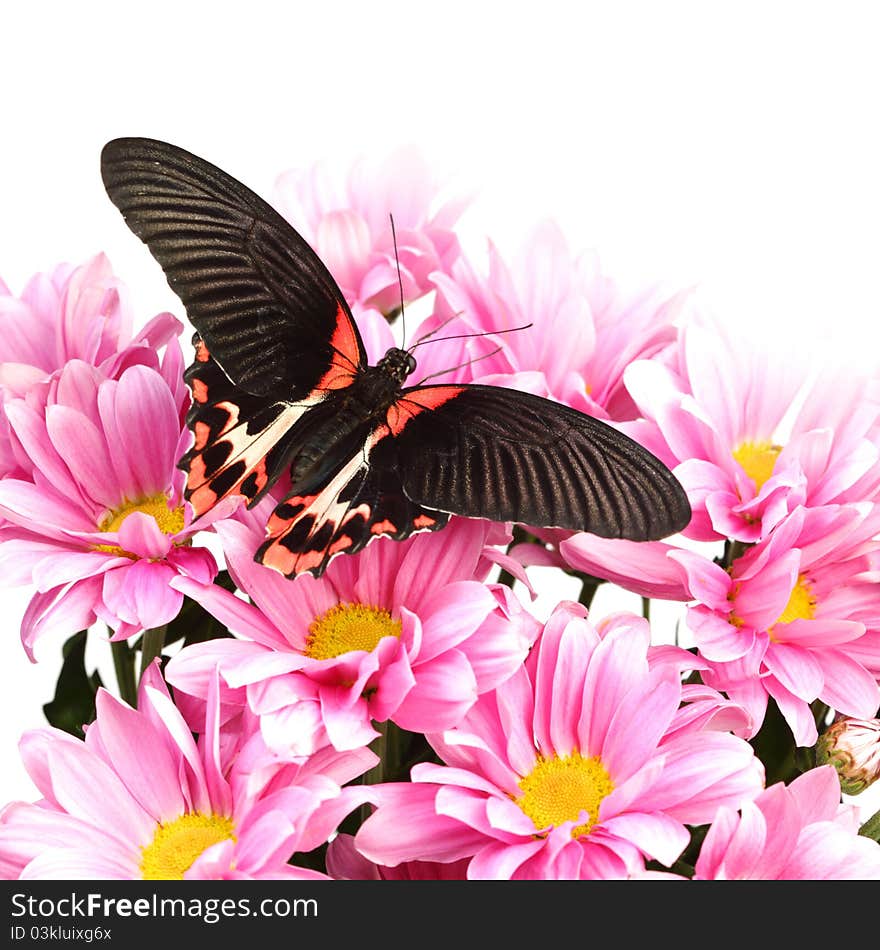 Papilio rumanzovia on the flowers