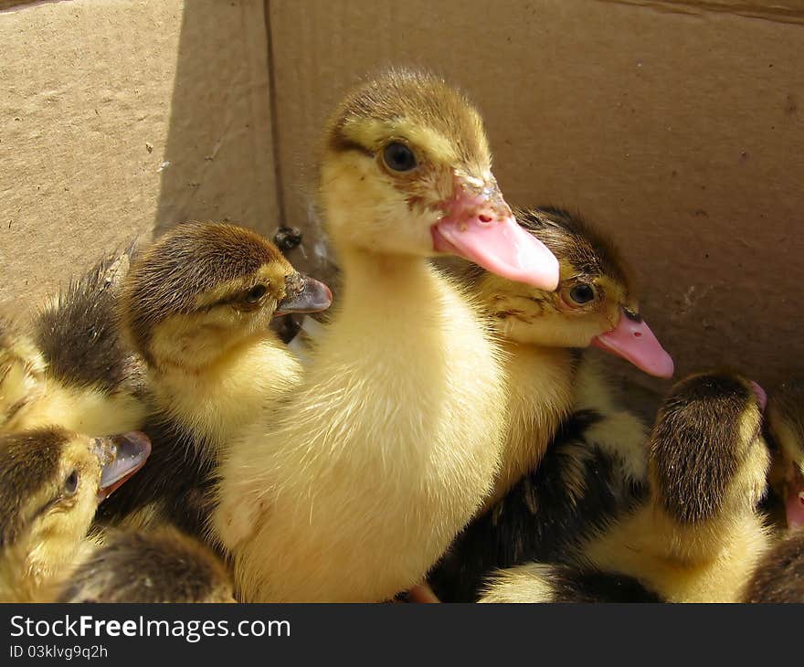 Photo of small ducklings in a cardboard box in the pet market