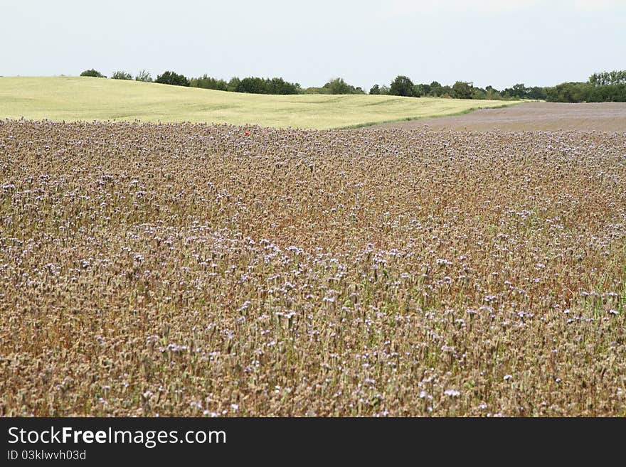 Field blooming