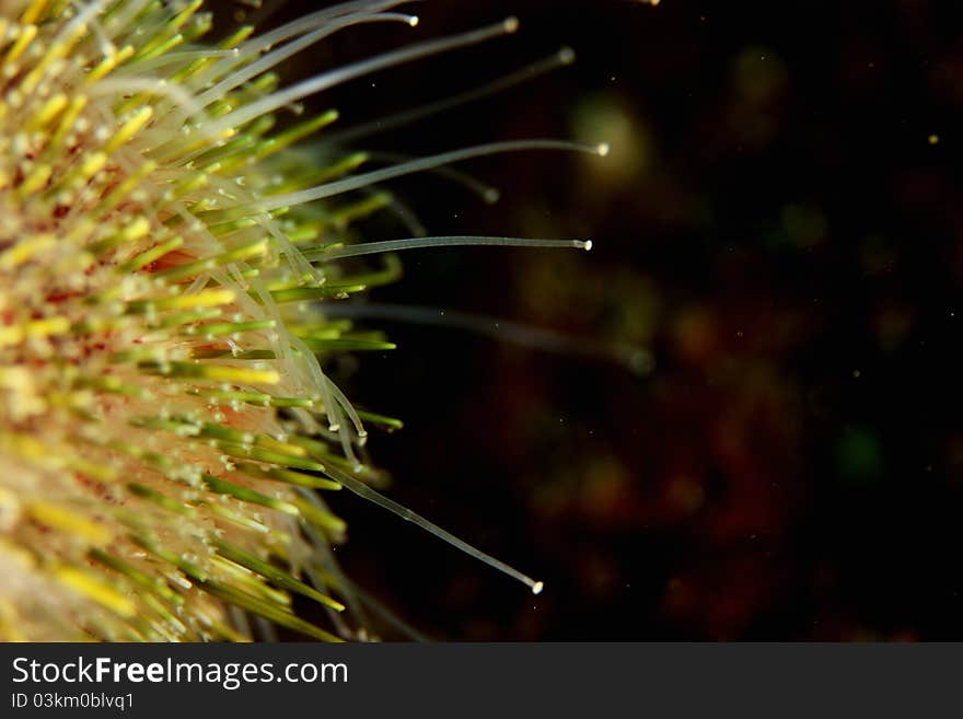 Sea urchin feet (podia)