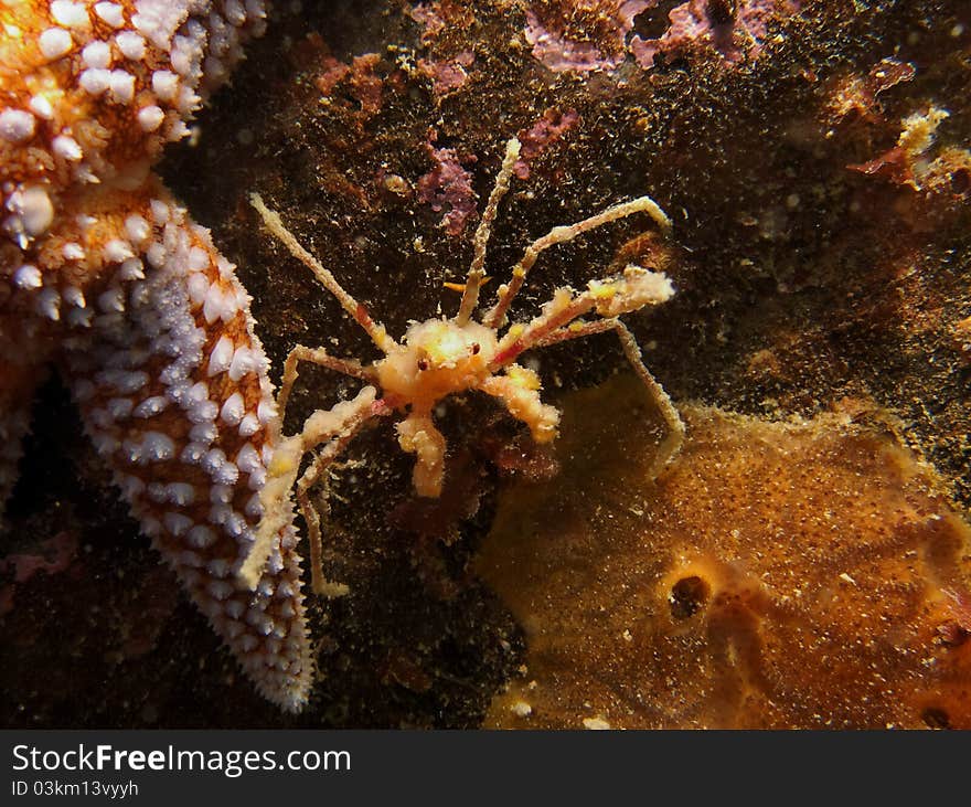 Anemone Crab (Inachus)