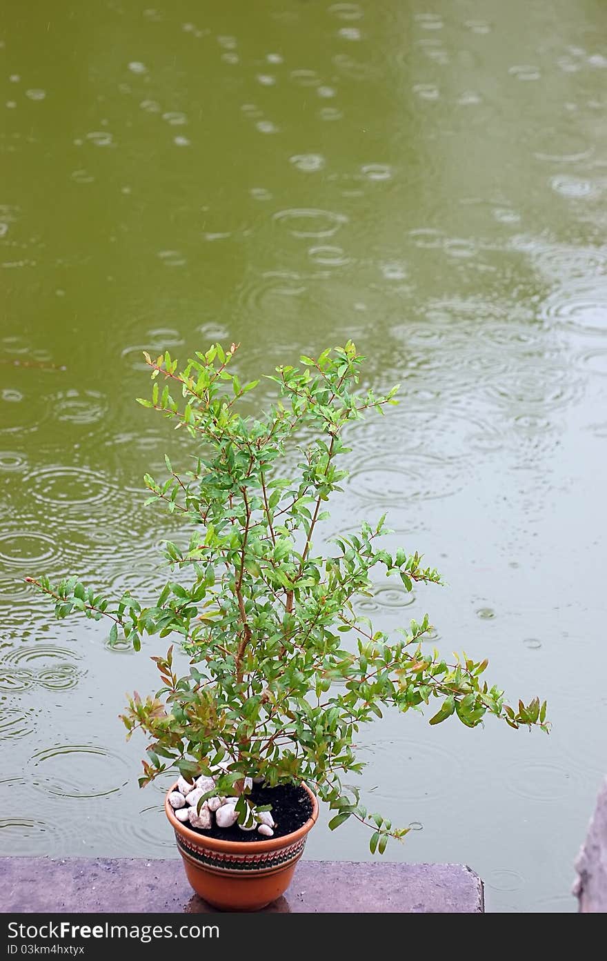 Pot plant under the rain