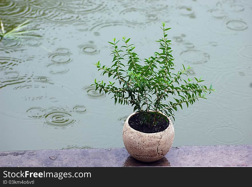 Pot plant under the rain