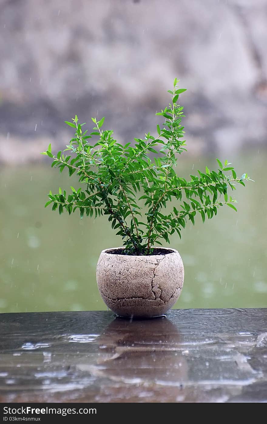 Pot plant under the rain