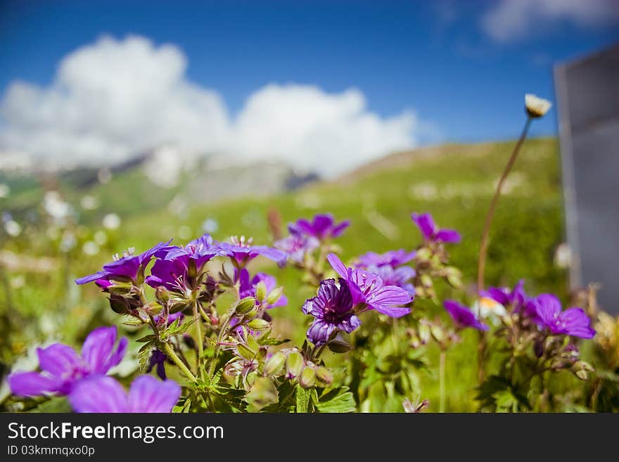 Image of flowers in mountains