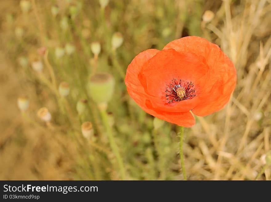 Poppy flower background