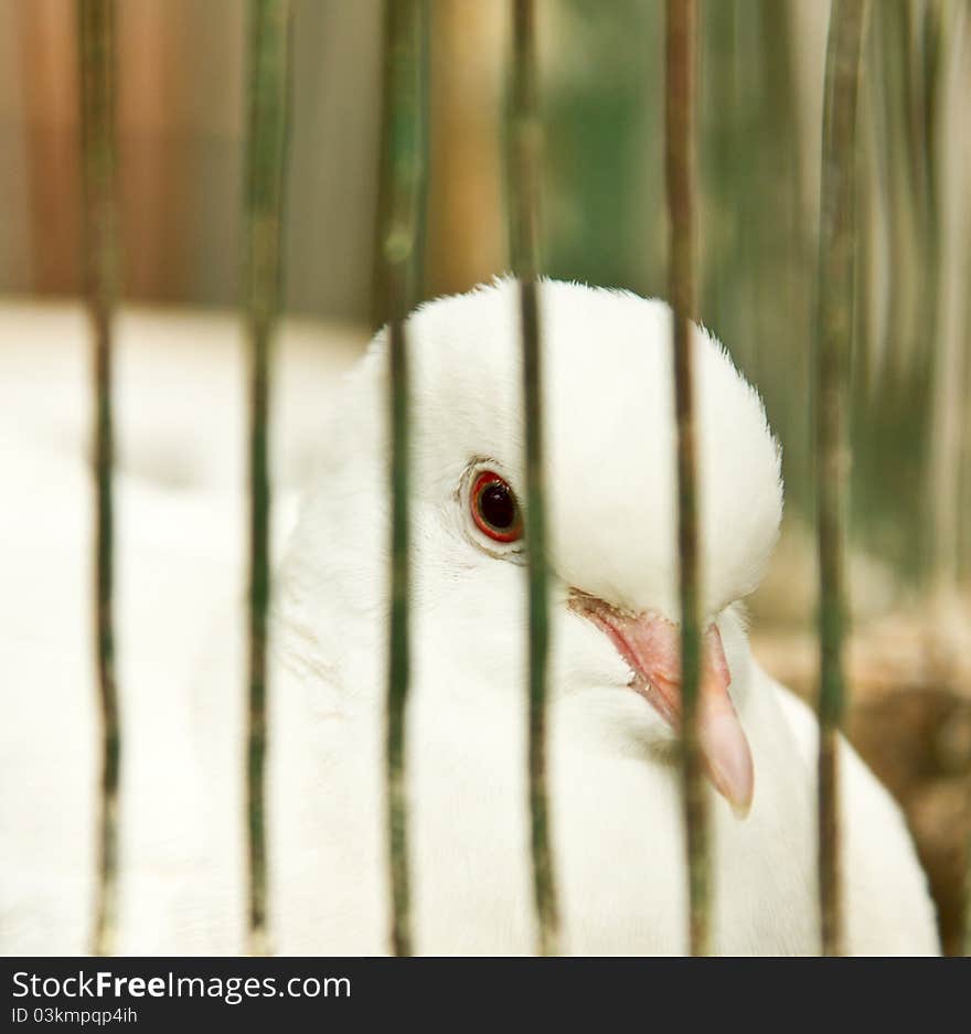 Pigeon locked in a cage