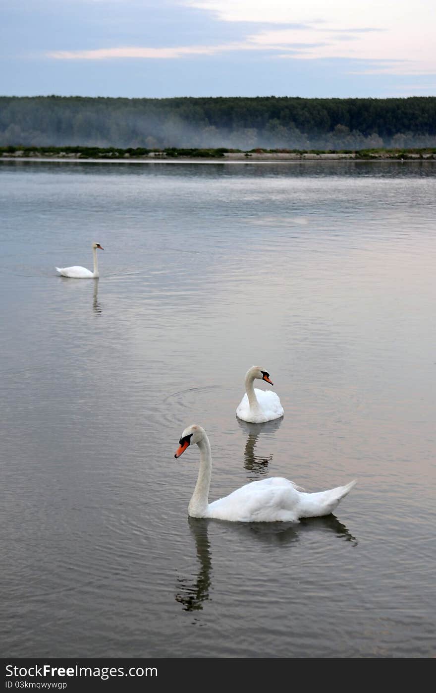 Three swans in the lake, late afternoon