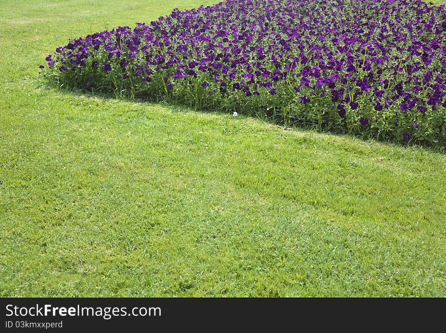 Landscaped garden with purple petunias