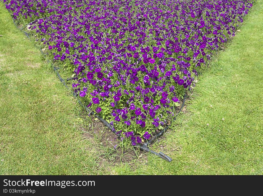 Landscaped garden with purple petunias