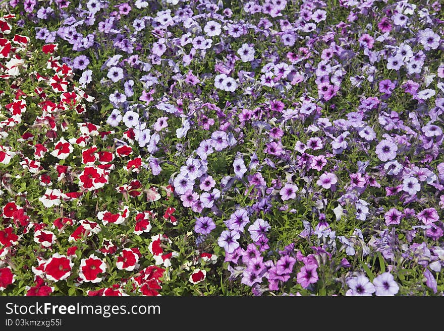 Landscaped garden with purple and red petunias