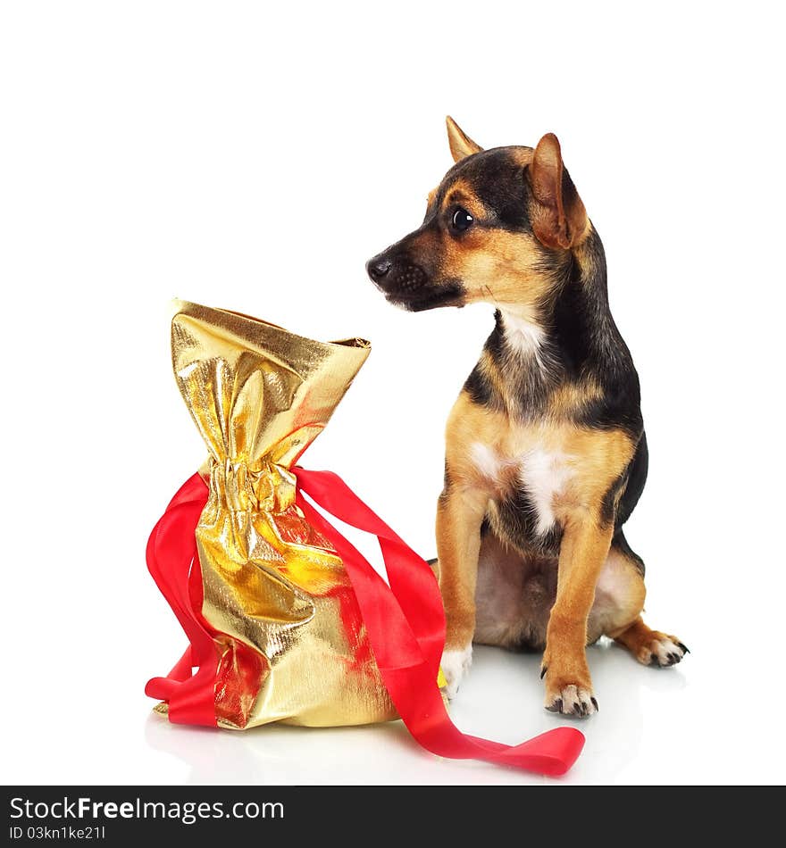 Miniature Pinscher with gift box isolated on white