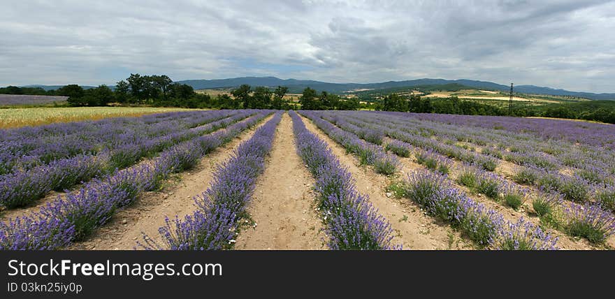 An outdoor blue lavender field