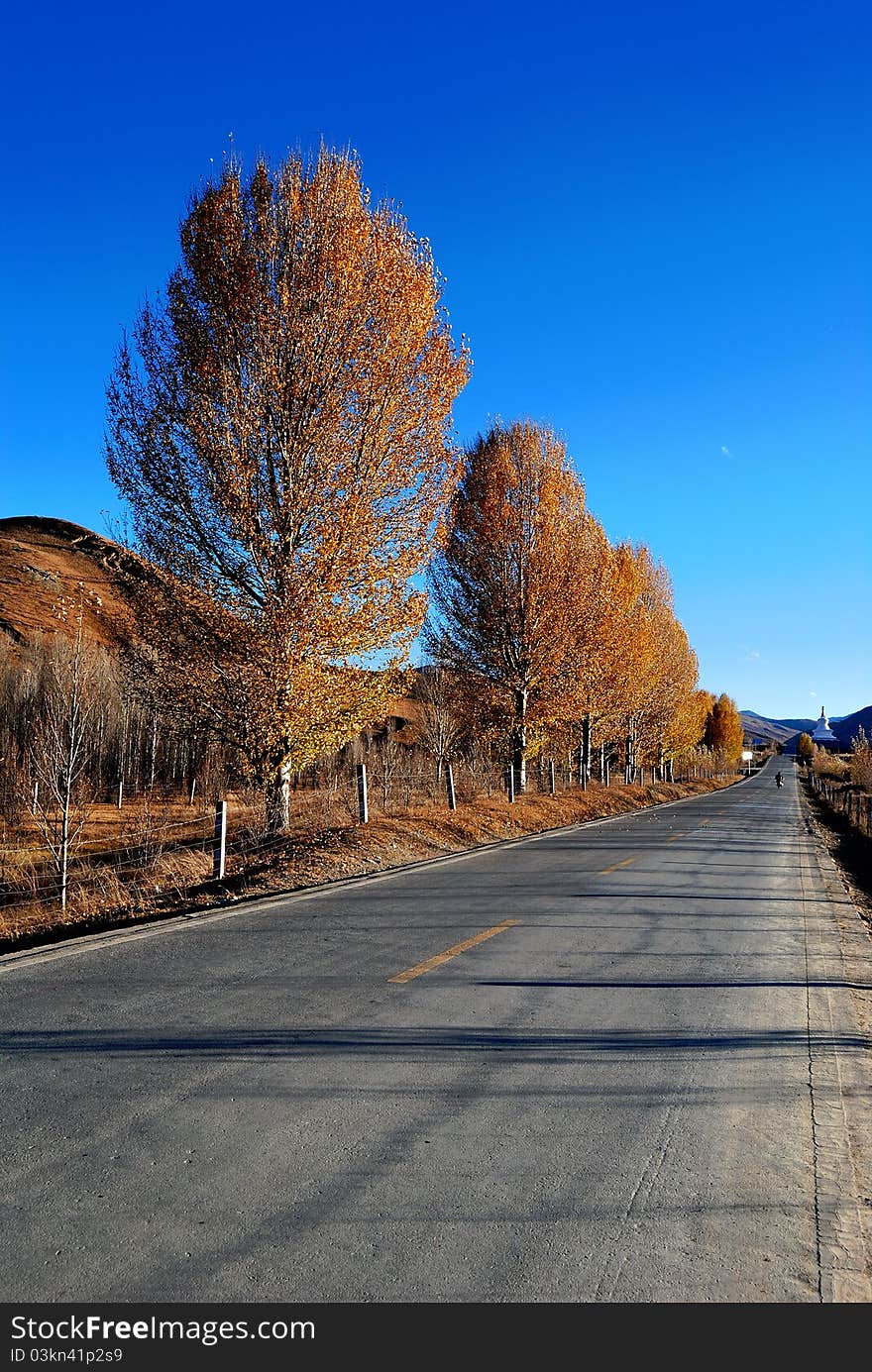 High way on the plateau in western Sichuan province, china. In autumn trees turn yellow and sky is clear and blue. High way on the plateau in western Sichuan province, china. In autumn trees turn yellow and sky is clear and blue