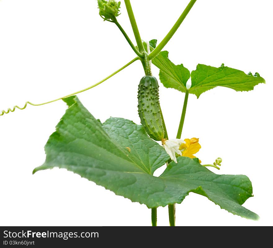 Young small cucumber on the stem