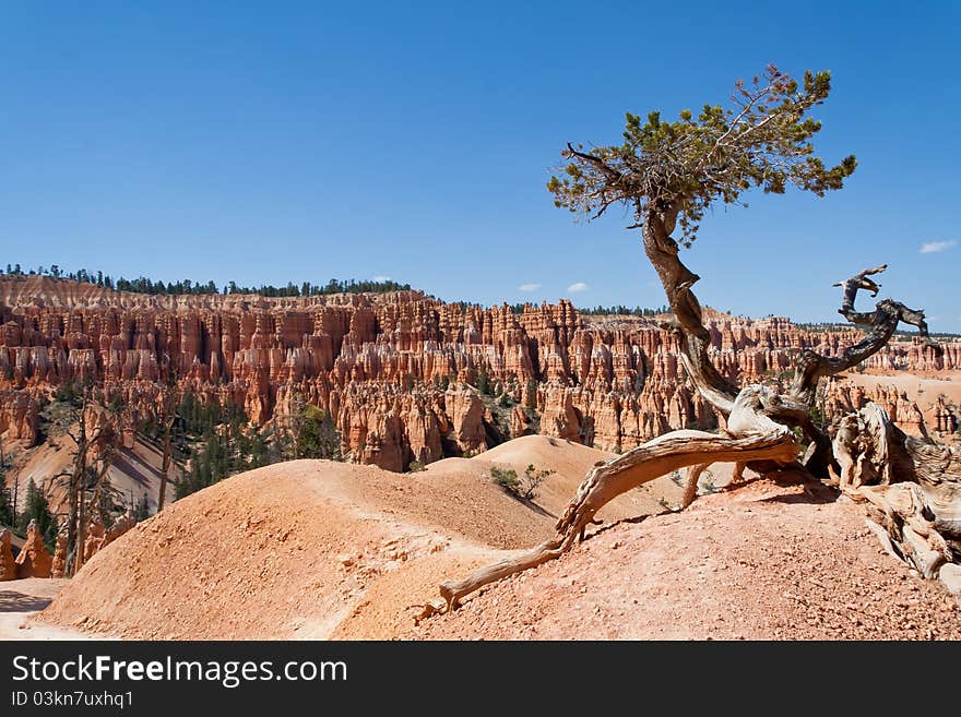 Pine tree sitting on the ridge in one of Bryce Canyon National park hiking trail. Pine tree sitting on the ridge in one of Bryce Canyon National park hiking trail