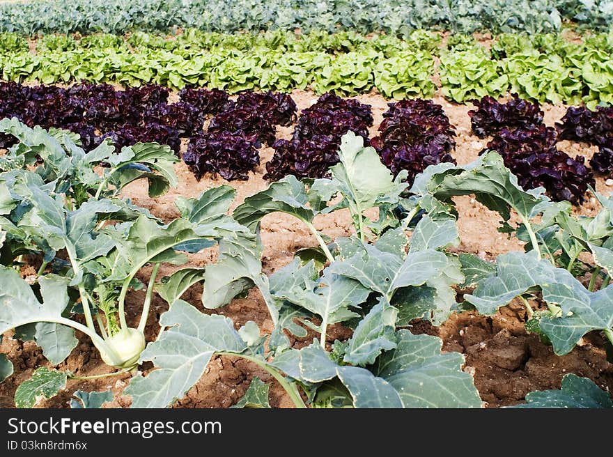 Field with different sorts of salad. Field with different sorts of salad