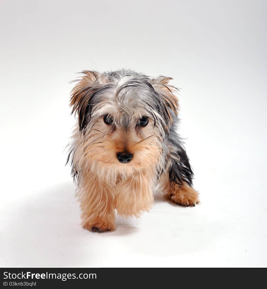 Yorkshire Terrier In Studio