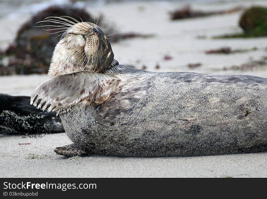 Southern California seal pup enjoying the beach