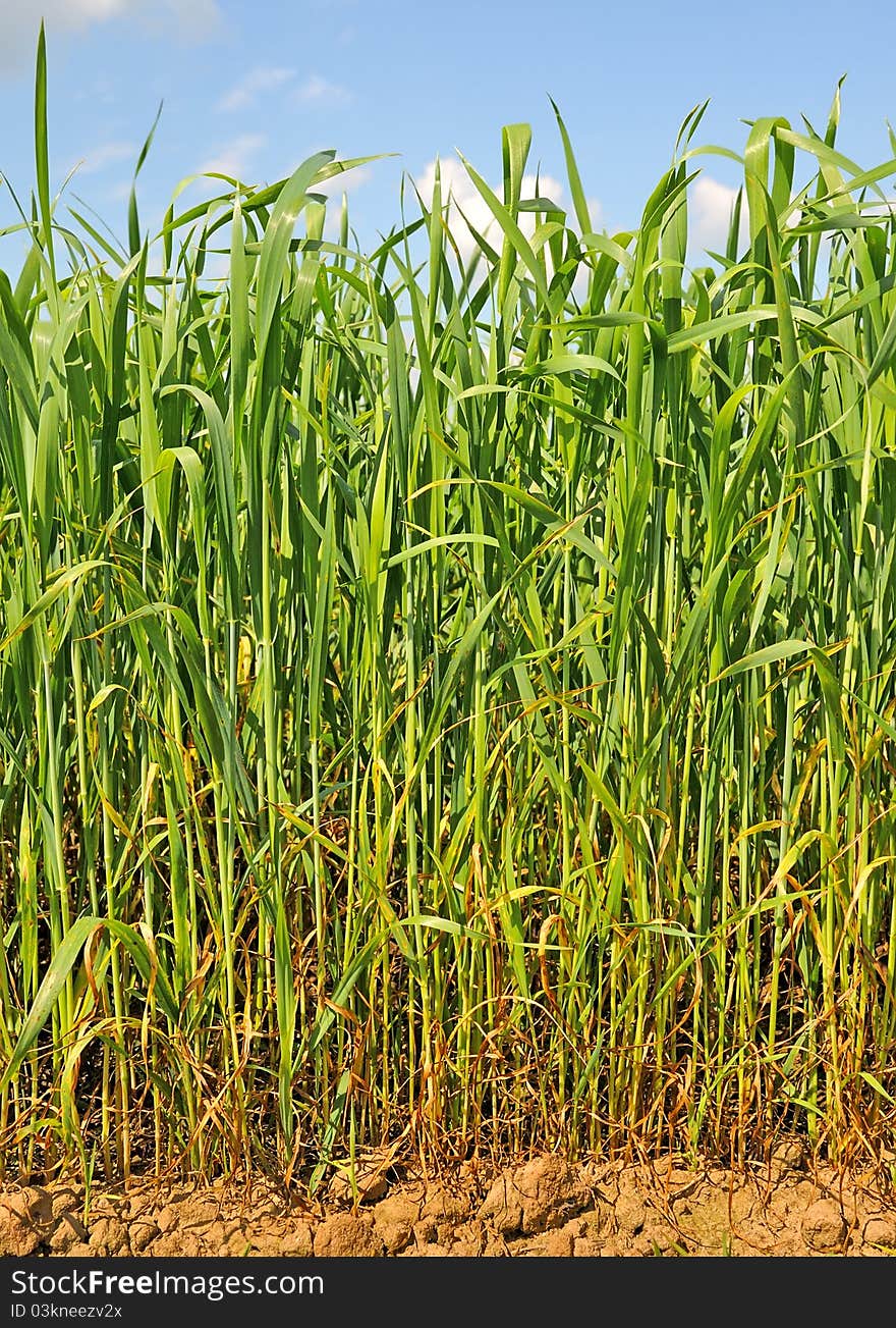 The green field of wheat. Young wheat. The green field of wheat. Young wheat.